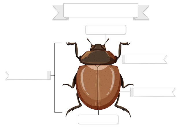 External Anatomy of a beetle worksheet