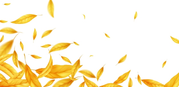 Falling flying autumn leaves background. Realistic autumn yellow leaf isolated on white background. Fall sale background. Vector illustration