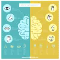 Free vector fantastic human brain infographic