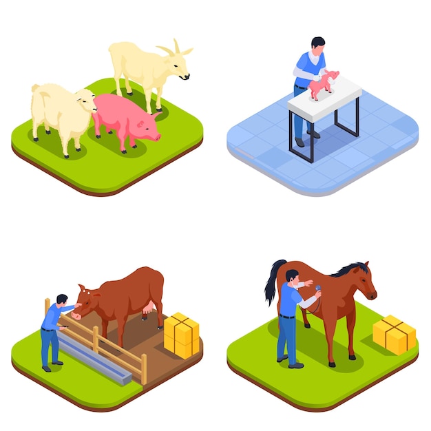 Free Vector farm animals veterinary isometric icon set with vaccinating a pig therapist with a horse different animals and veterinarian with a cow vector illustration