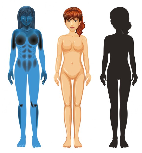 Female human anatomy on white