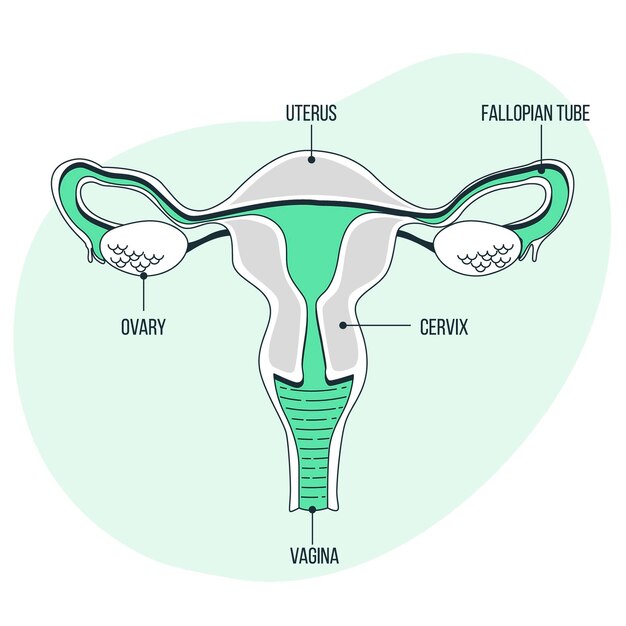 Female reproductive system concept illustration