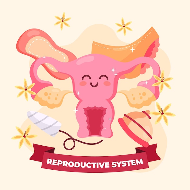 Female reproductive system concept