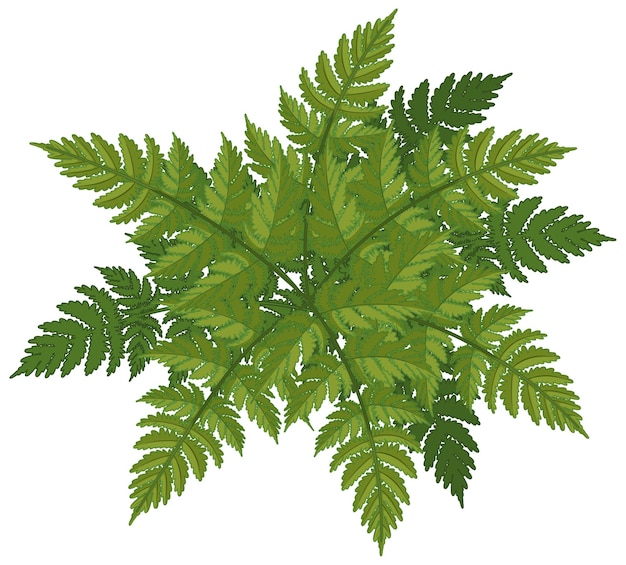 Fern leaves cartoon style isolated