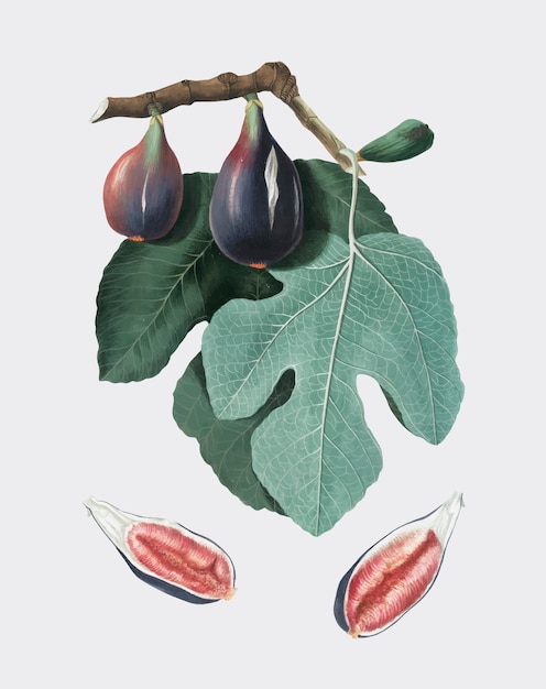 Fig from Pomona Italiana illustration