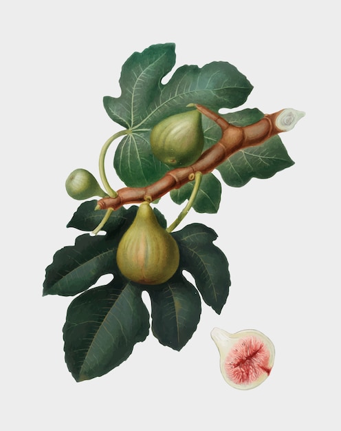 Fig from Pomona Italiana illustration