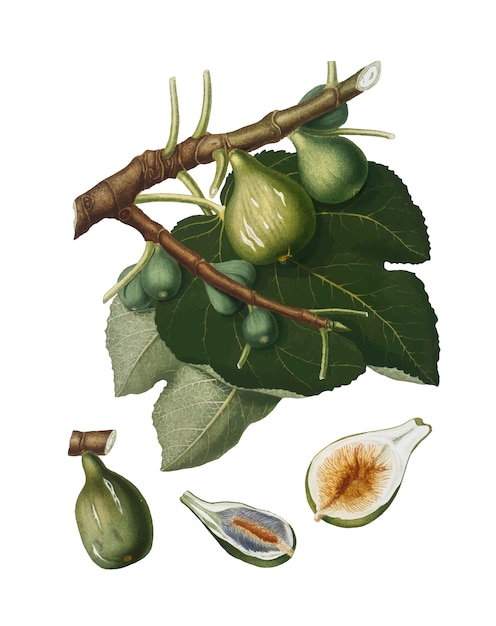 Free Vector fig from pomona italiana illustration