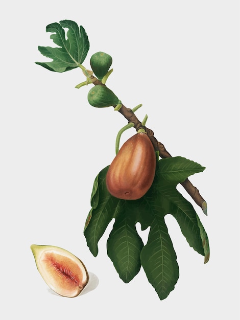 Free Vector fig from pomona italiana illustration