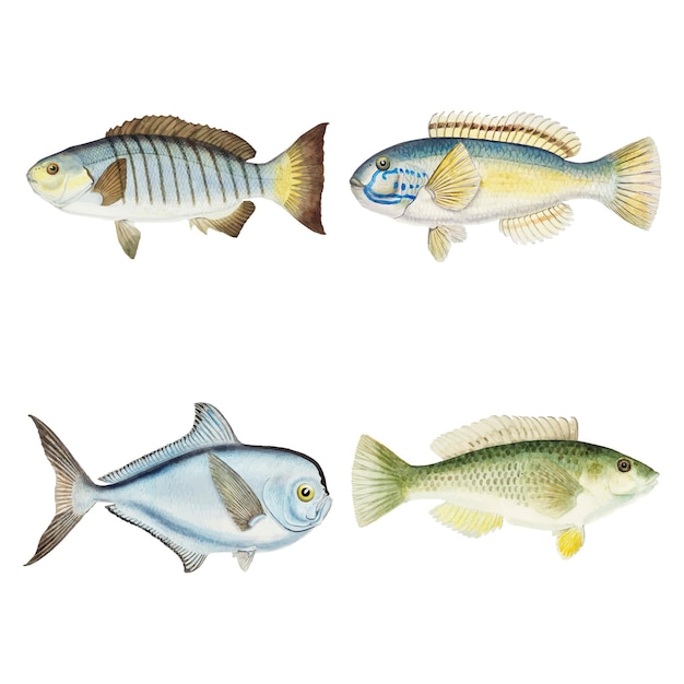 Free Vector fish vector ocean life antique hand drawn clipart mixed