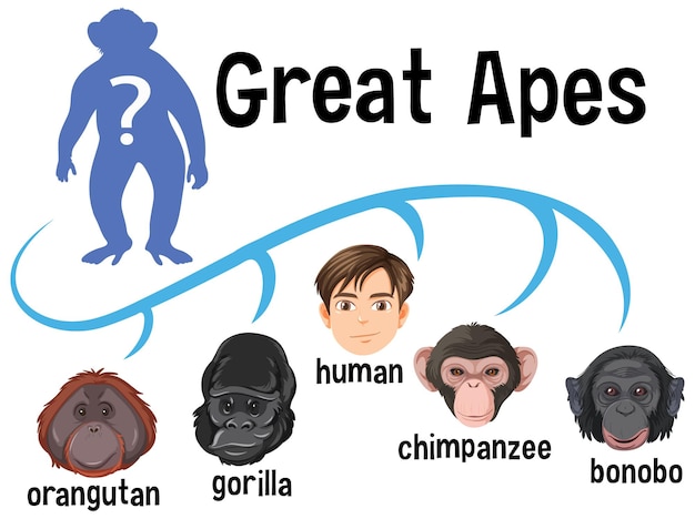 Free Vector five different types of great apes