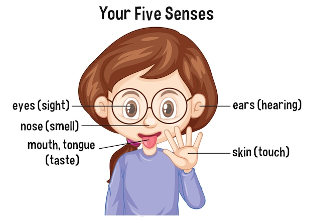 Free Vector five human senses concept