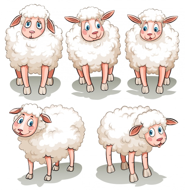 Free Vector five white sheeps