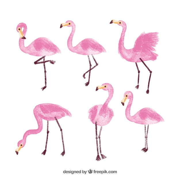 Free Vector flamingo collection in watercolor style