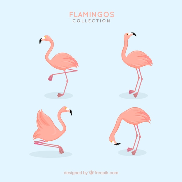 Free Vector flamingos collection with different postures in flat style