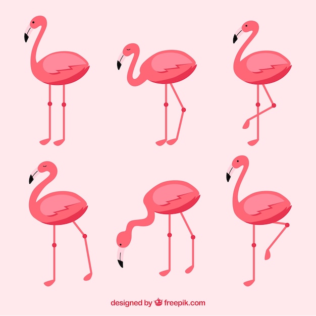 Free Vector flamingos collection with different postures in flat style