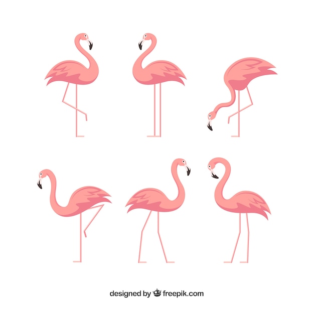 Free vector flamingos collection with different postures in flat style