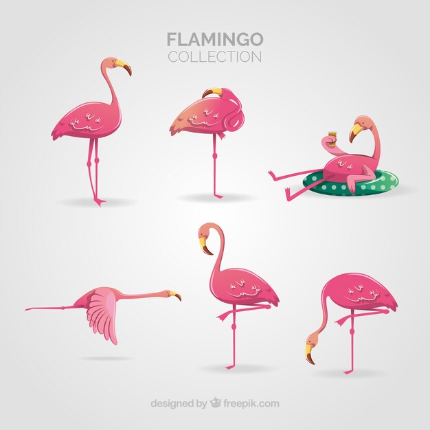 Flamingos collection with different postures in flat style