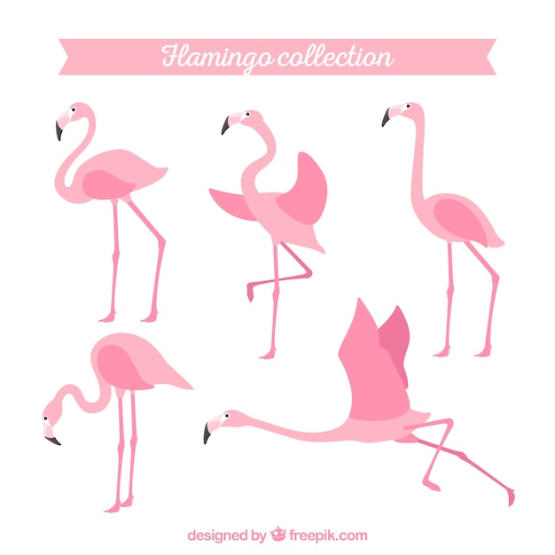 Flamingos collection with different postures in flat style