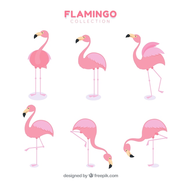 Flamingos collection with different postures in flat style