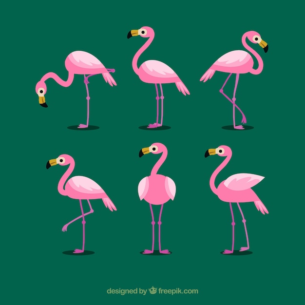 Free Vector flamingos collection with different postures in flat style