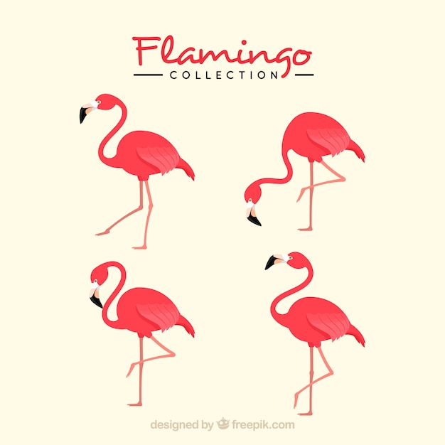 Free Vector flamingos collection with different postures in flat style