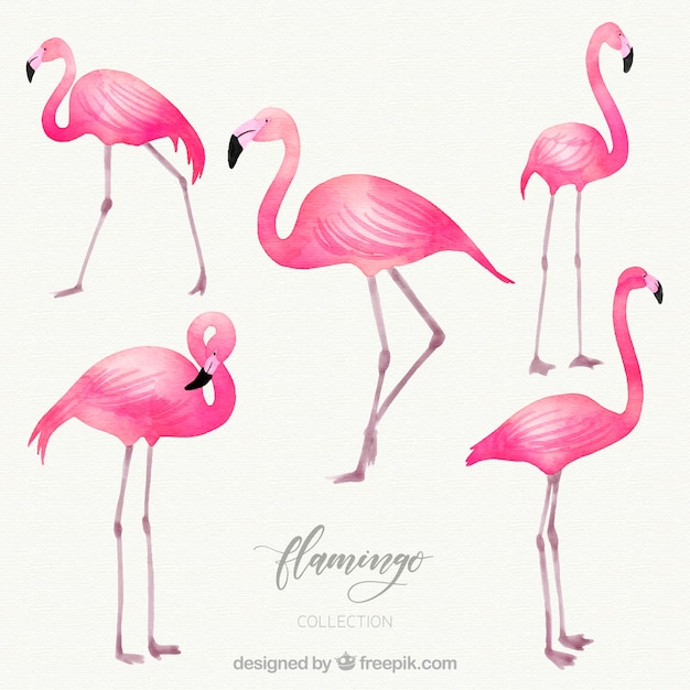 Free Vector flamingos collection with different postures in watercolor style