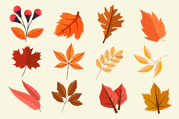 Flat autumn leaves collection