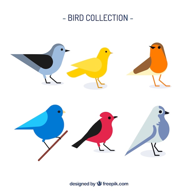 Flat bird collection