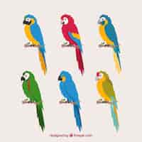 Free vector flat bird collection