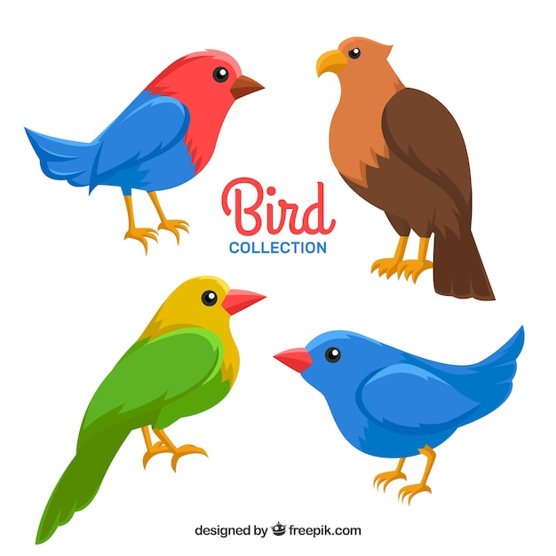 Free Vector flat bird collection