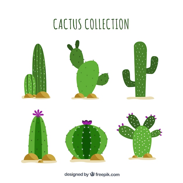 Free Vector flat cactus with funny style