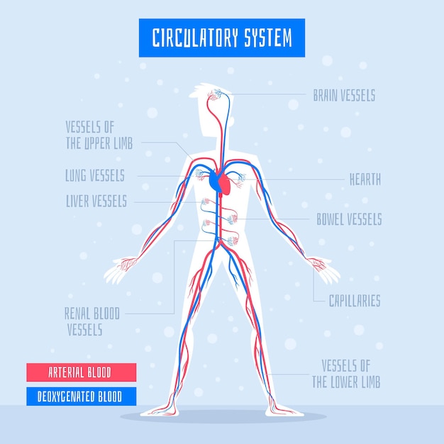 Free Vector flat circulatory system infographic