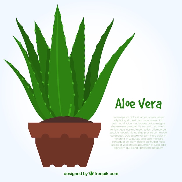 Flat design aloe vera infographic