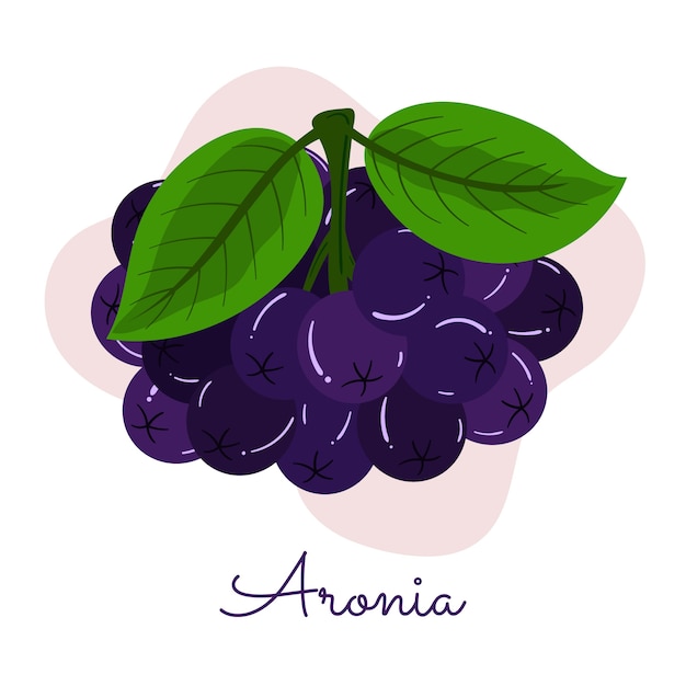 Free Vector flat design aronia  illustration