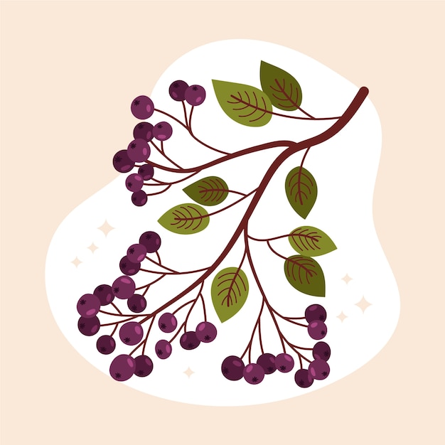 Flat design aronia  illustration