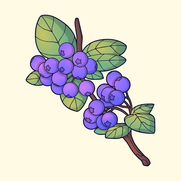 Flat design aronia  illustration