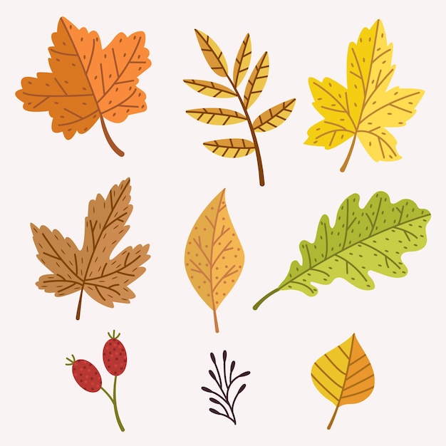 Free Vector flat design autumn leaves collection