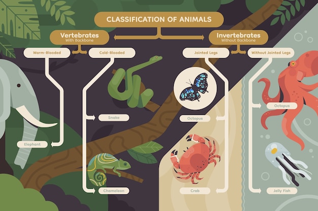 Free Vector flat design classification of animals infographic