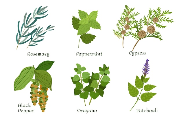 Free Vector flat design essential oil herb collection