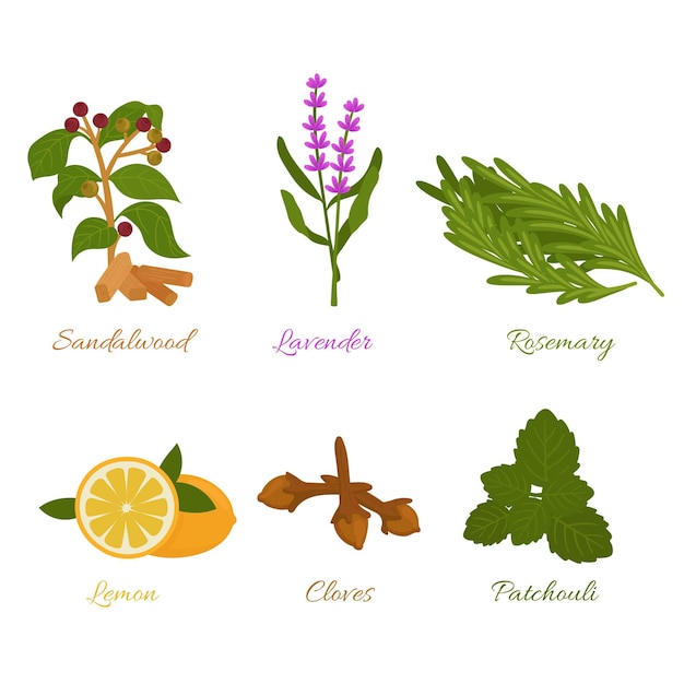 Flat design essential oil herb collection