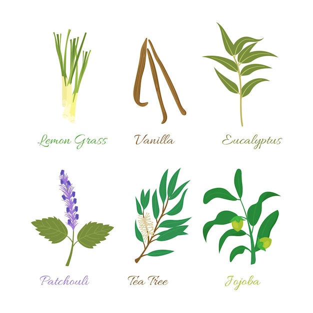 Flat design essential oil herb set