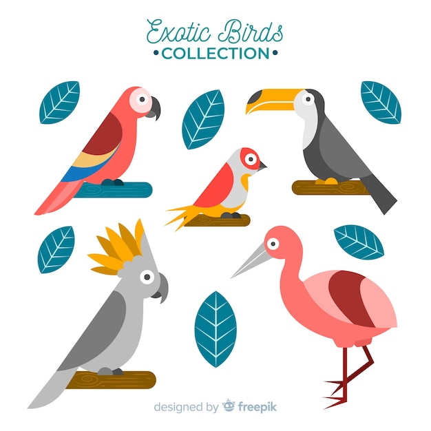 Flat design exotic birds collection