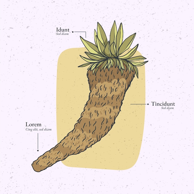 Flat design frailejon plant illustration