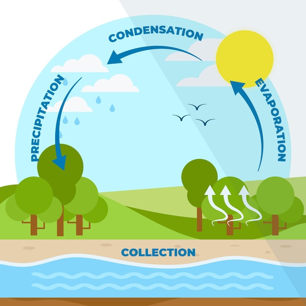 Free Vector flat design water cycle illustrated