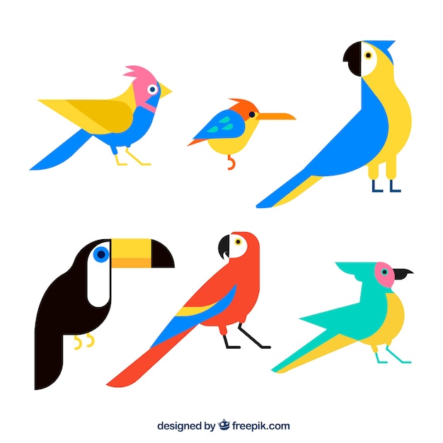 Flat exotic bird collection