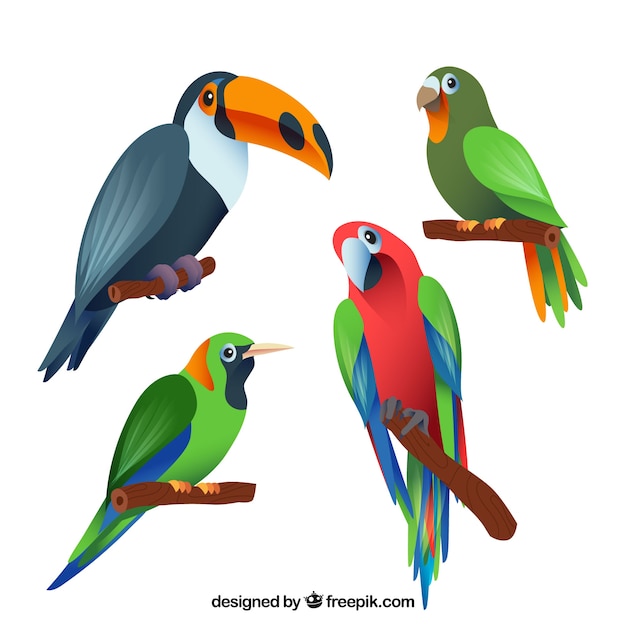 Free Vector flat exotic bird collection