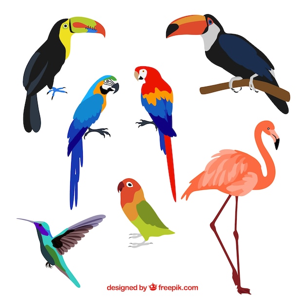 Free Vector flat exotic bird collection