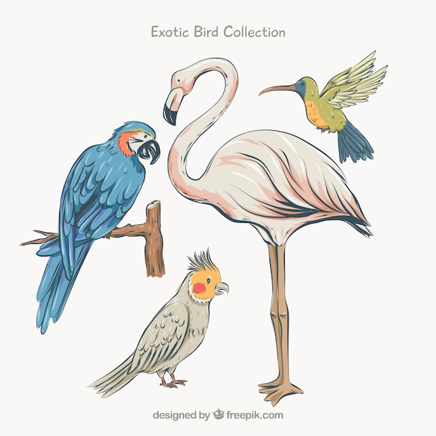 Flat exotic bird collection