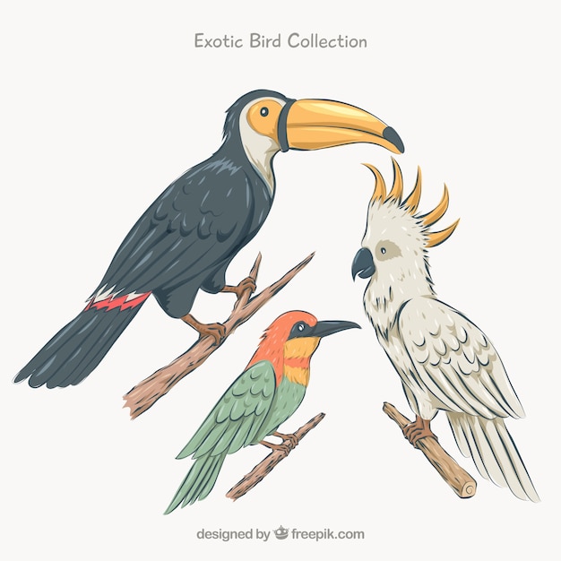 Free Vector flat exotic bird collection