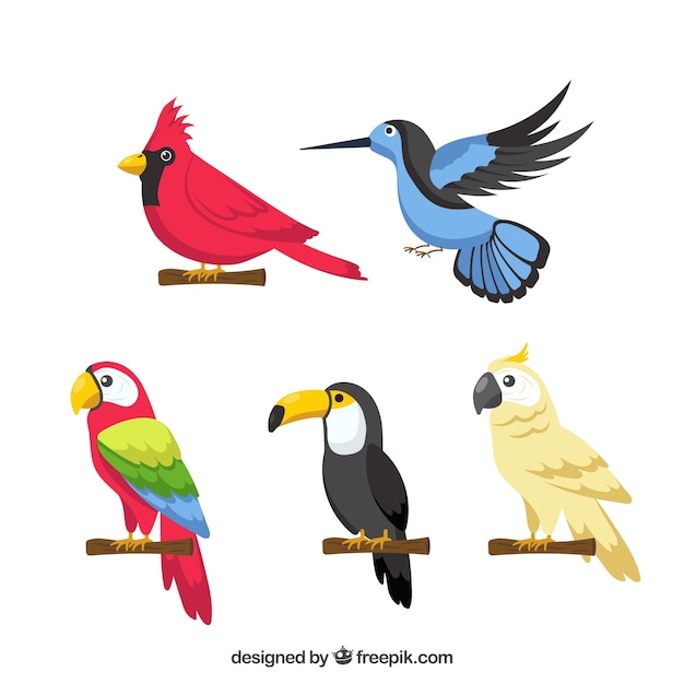 Flat exotic bird collection